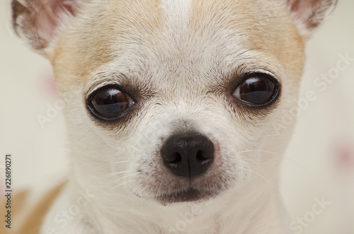 Close up de la cara de un chihuahua photo