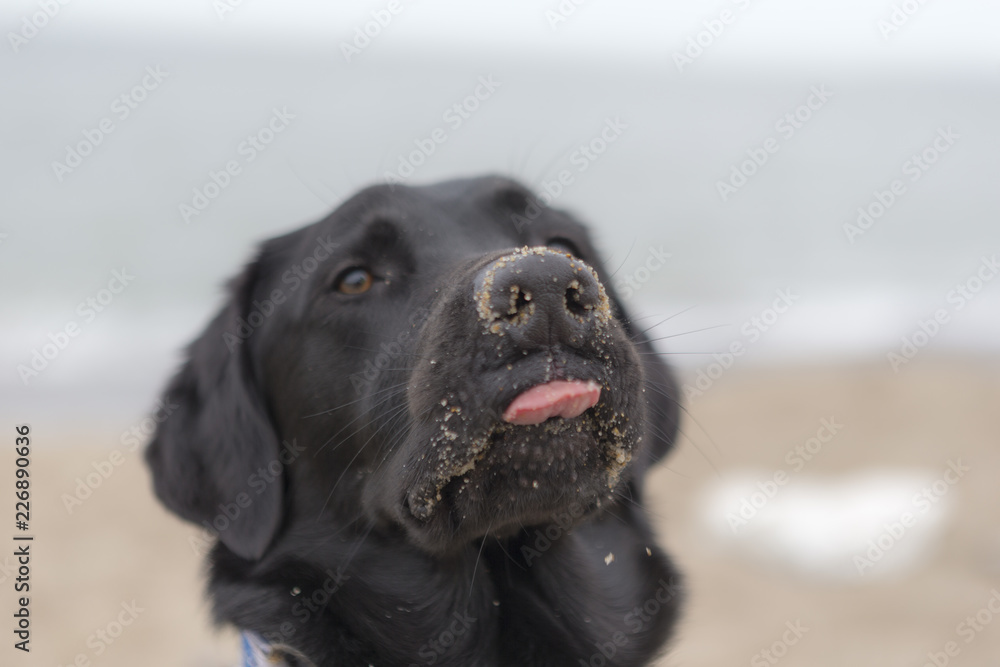 Black labrador playing on the beach Black labrador playing on the beach