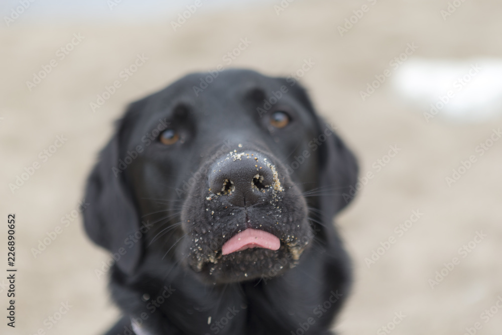 Black labrador playing on the beach