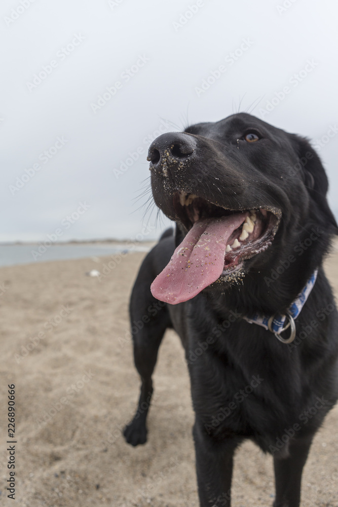 Black labrador playing on the beach Black labrador playing on the beach