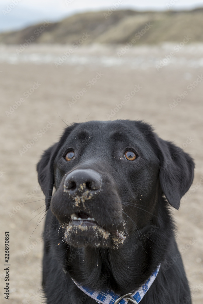 Black labrador playing on the beach Black labrador playing on the beach