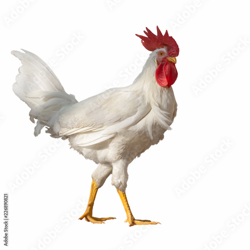 White rooster with a big red crest isolated on white background photo
