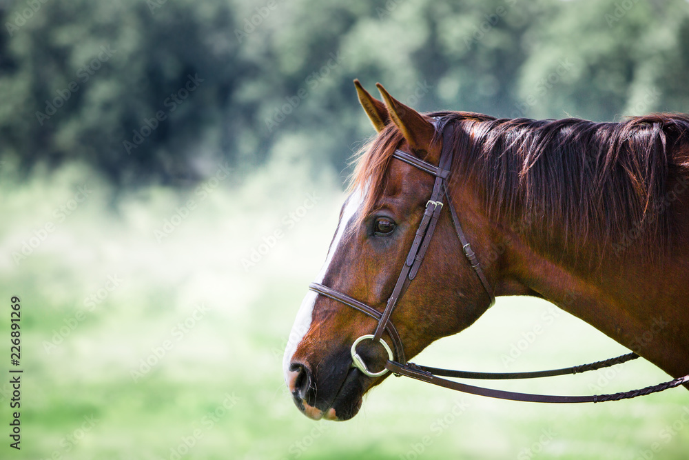 Obraz premium horse profile portrait