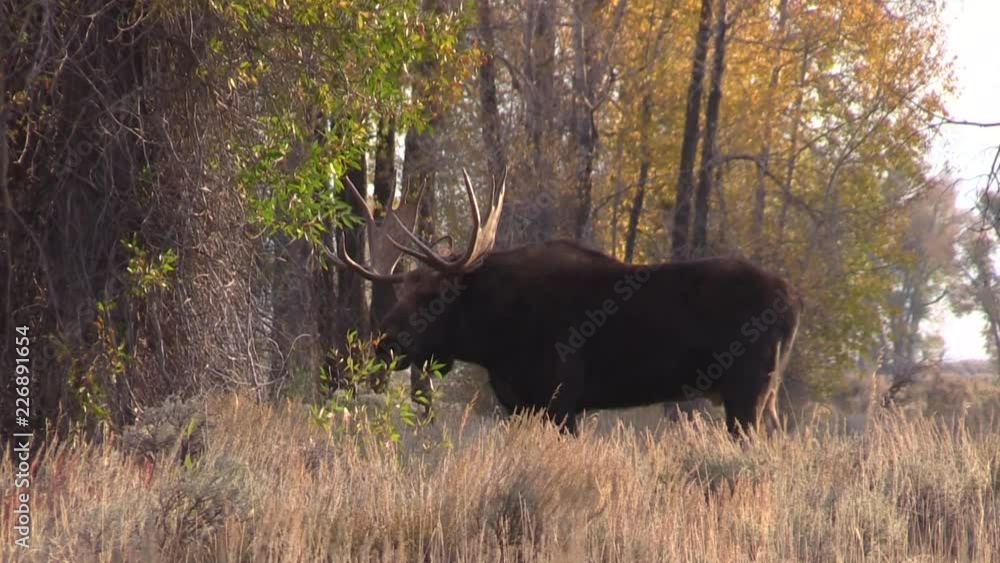 Bull Shiras Moose Rutting in Fall in Wyoming Bull Shiras Moose Rutting in Fall in Wyoming