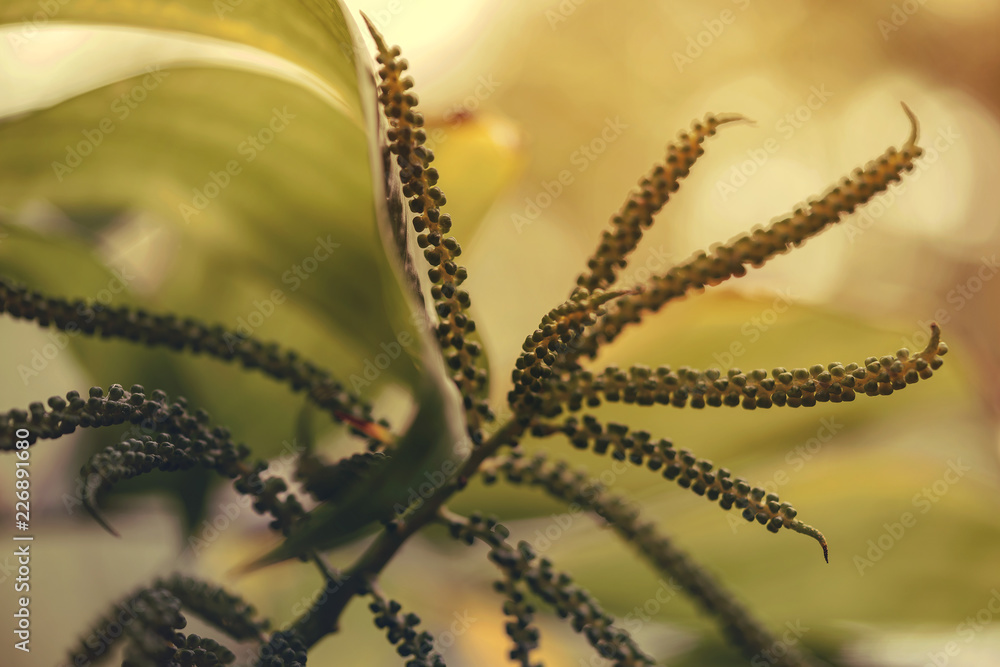 Ambrosia artemisiifolia - One of the most alergic plants. Ambrosia artemisiifolia - One of the most alergic plants.