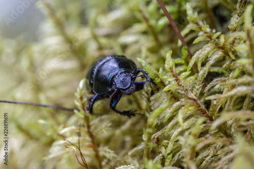 Macro of Beetle © Marco Rimola