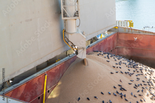 Еlevator crane loads ship holds bulk with wheat. Birds in bulk hold during grain loading. Whelp Bargain Hold. Grain elevator. Filling hold. Wheat in bulk
