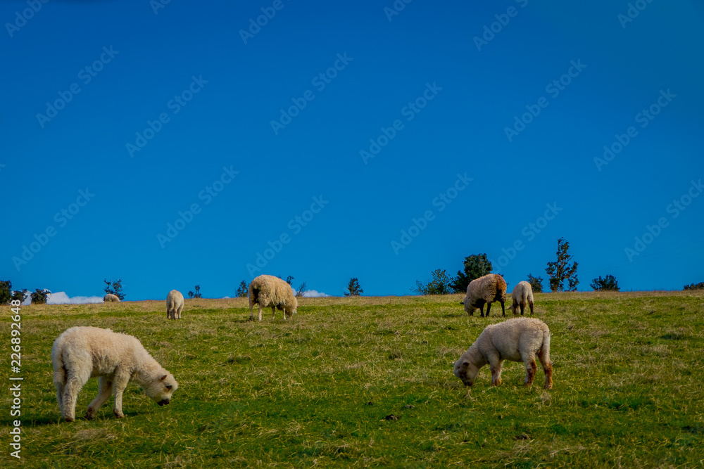Gorgeous sheeps eating the grassland in Chiloe, Chile Gorgeous sheeps eating the grassland in Chiloe, Chile