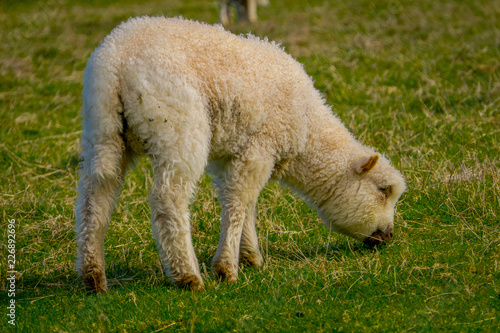 Close up of single beautiful sheep grazing in Chiloe, Chile
