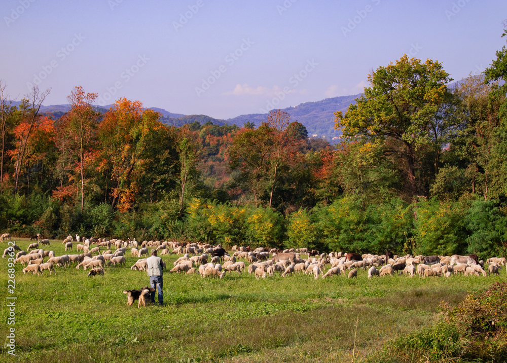 Fototapeta premium shepherd and dogs observes his flock of sheep while feeding on a beautiful autumn day