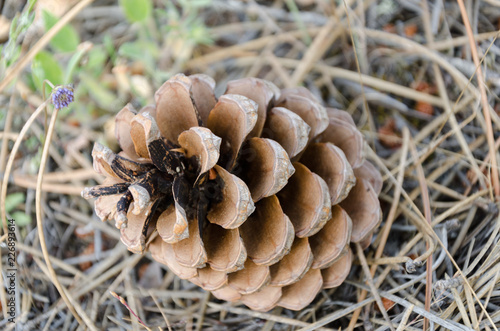 a pine cone on the ground