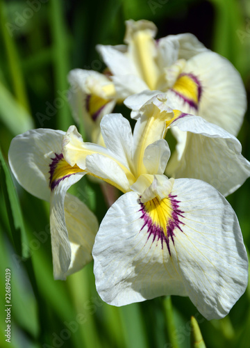 Fototapeta Naklejka Na Ścianę i Meble -  Beautiful white iris flower