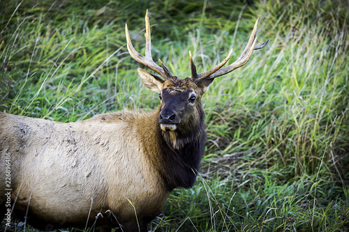 Oregon Coast Elk