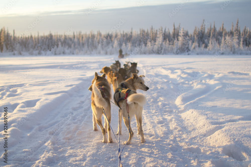 Dog Sledding in Alaska