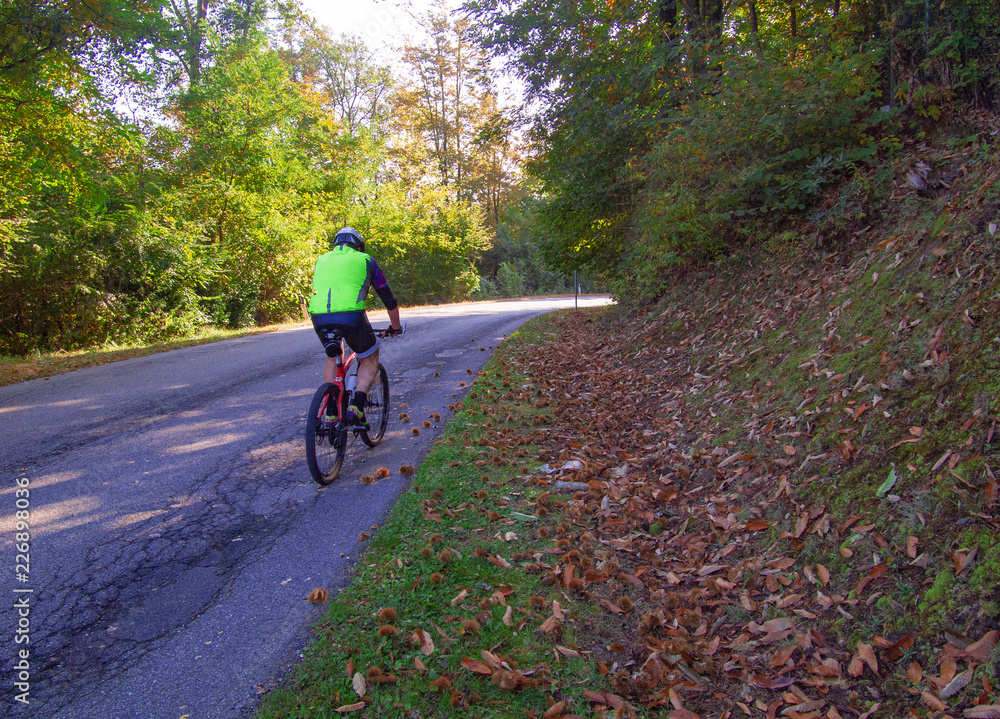 cyclist faces a climb on a road through the forest in the fall,Piedmont. Italy