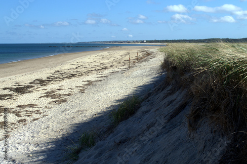 Blowing Seagrass on Cape Cod