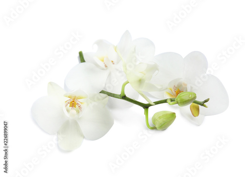 Branch with beautiful orchid flowers on white background. Tropical plant