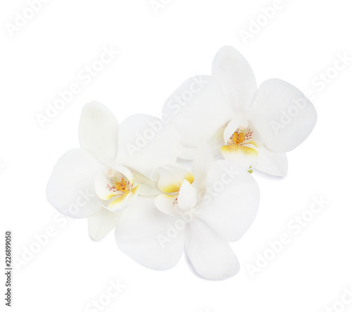 Beautiful orchid flowers on white background. Tropical plant © New Africa