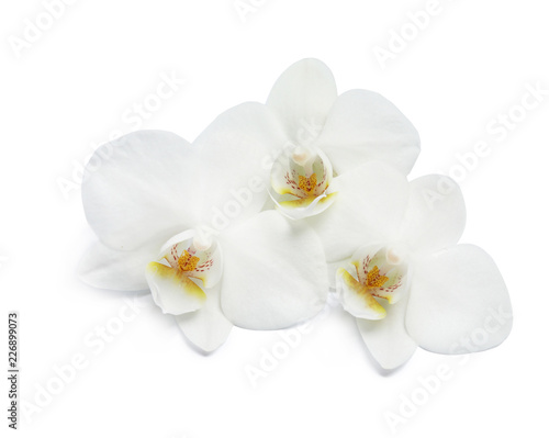 Fototapeta Naklejka Na Ścianę i Meble -  Beautiful orchid flowers on white background. Tropical plant