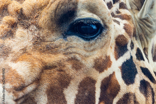 Giraffe eye