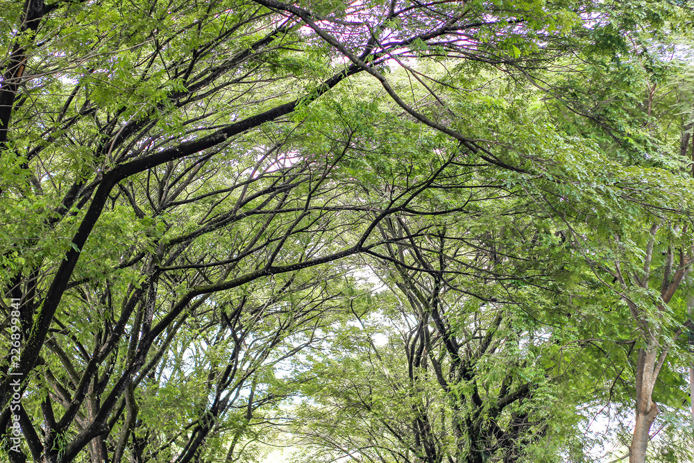 Fototapeta premium Lots of tree branches. green forest