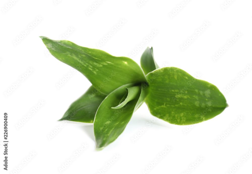 Beautiful green bamboo leaves on white background Beautiful green bamboo leaves on white background