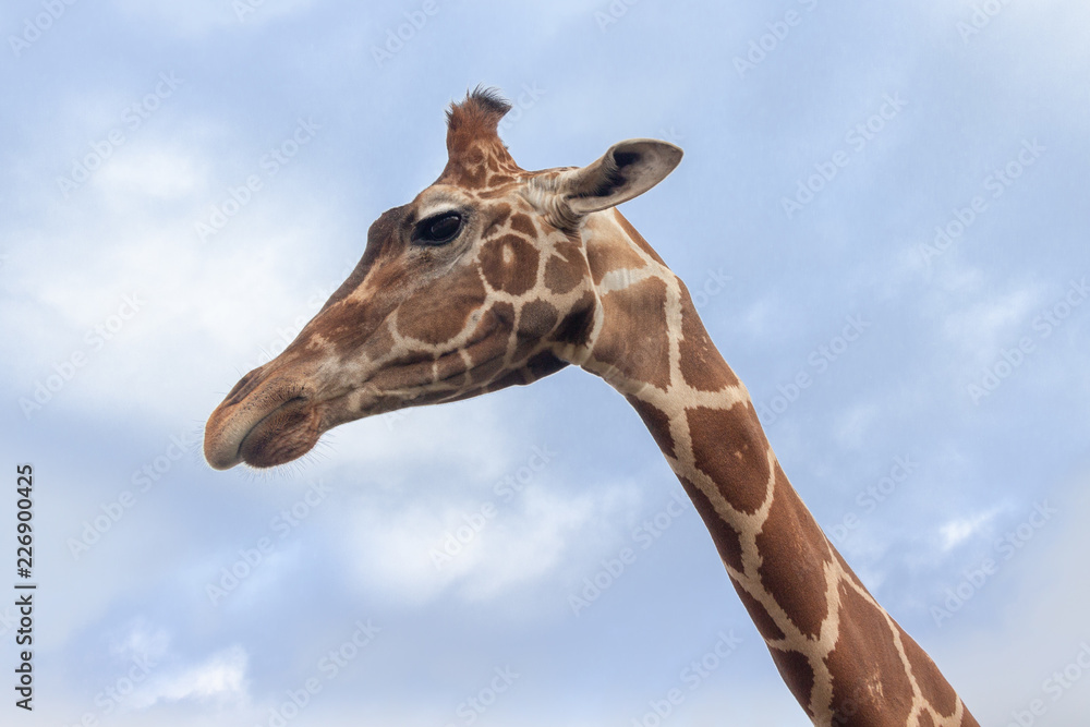 Giraffe Giraffe