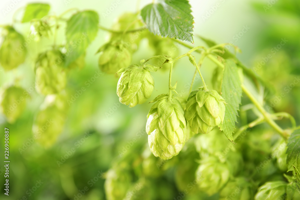 Fresh green hops on bine against blurred background. Beer production Fresh green hops on bine against blurred background. Beer production