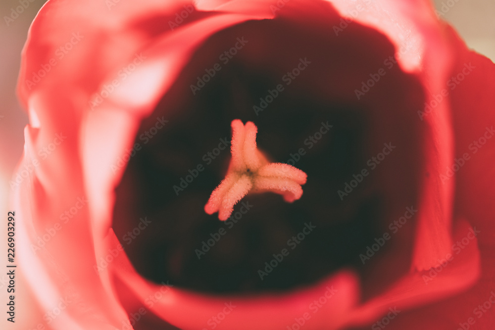 red flower bud close up