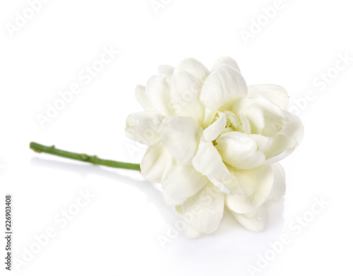 jasmine flower on white background.