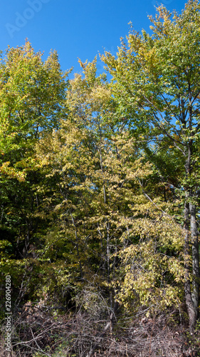 Amazing Autumn landscape Ruen Mountain- northern part of Vlahina Mountain  Kyustendil Region  Bulgaria