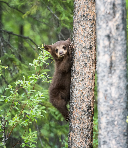 Black bear cub in a tree