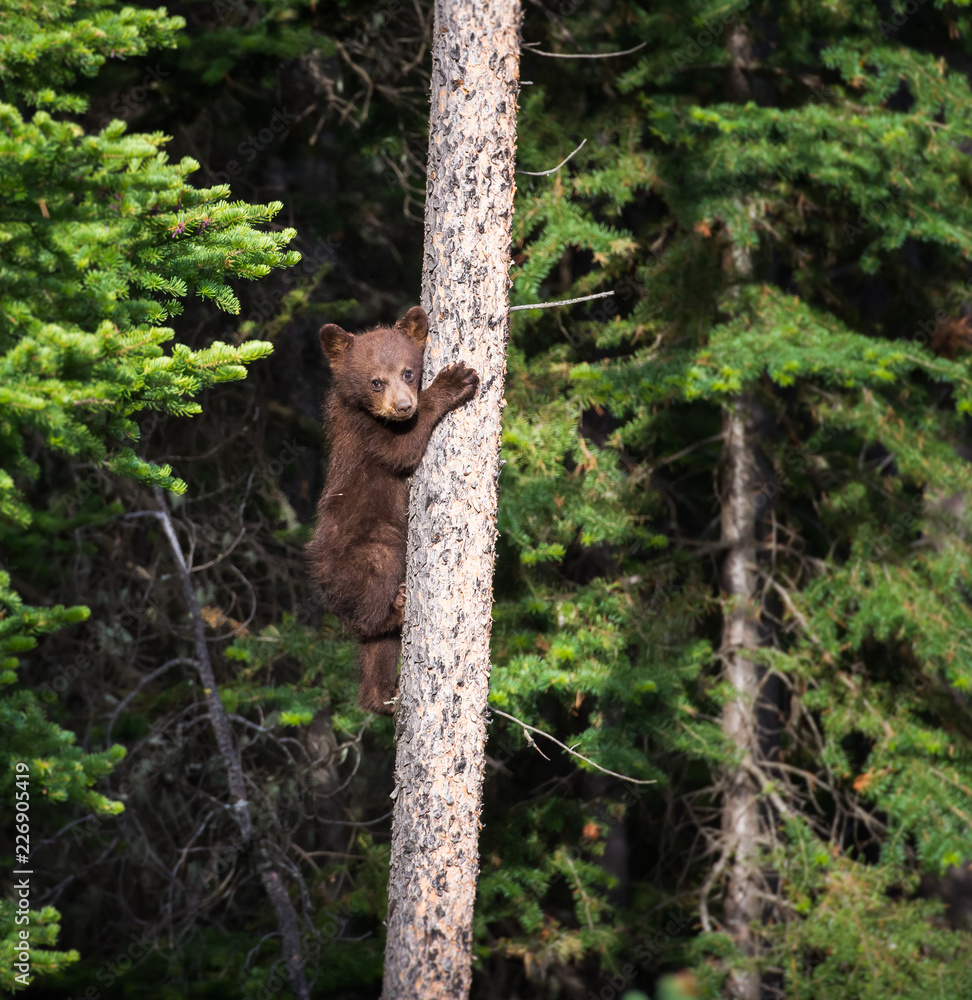 Obraz premium Black bear cub in a tree