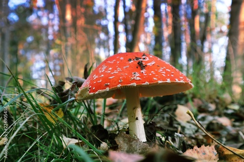 Fly agaric in the forest of magic at sunset.