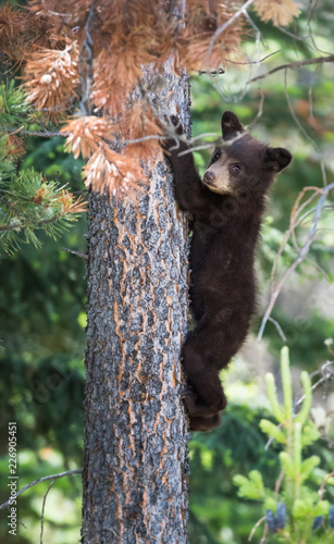 Black bear cub in a tree