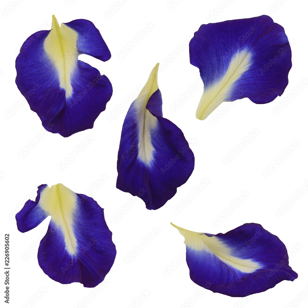 Petals Pea Flowers on White background with clipping path. Petals Pea Flowers on White background with clipping path.