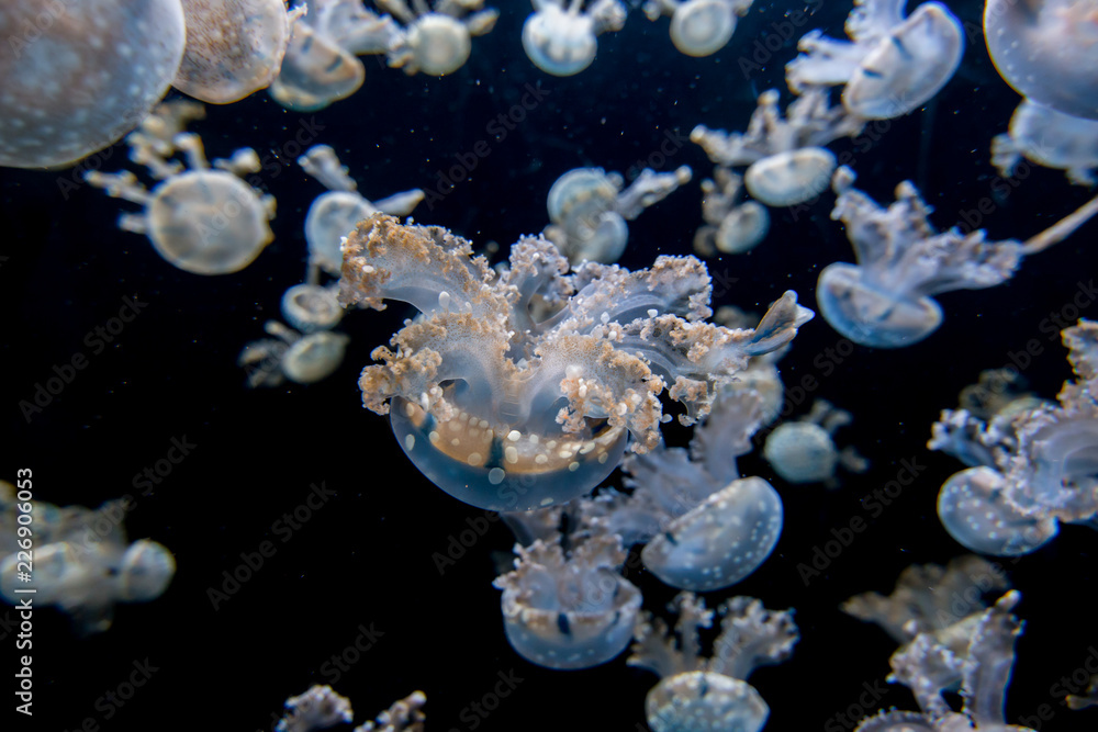 Jellyfishes with illuminated light swimming in aquarium Jellyfishes with illuminated light swimming in aquarium