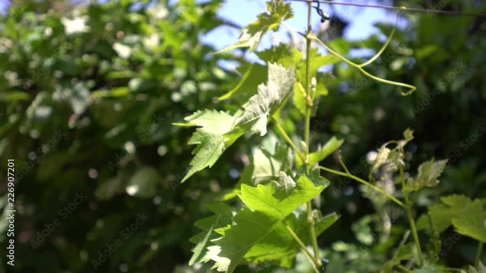 Vineyard Vineyard