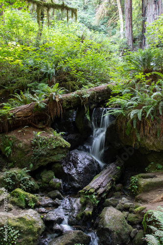 Waterfall in the Redwood Forest