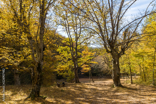 Amazing Fall Landscape with yellow Trees near Devil town in Radan Mountain  Serbia