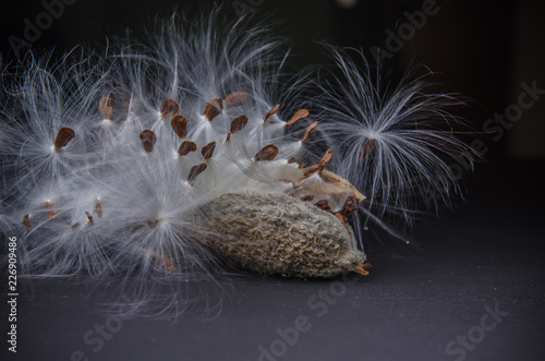 Milk Weed Seed Pod