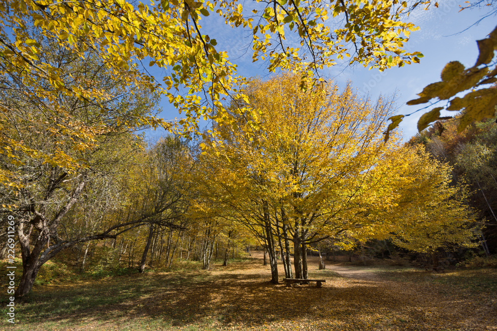 Fototapeta premium Amazing Fall Landscape with yellow Trees near Devil town in Radan Mountain, Serbia