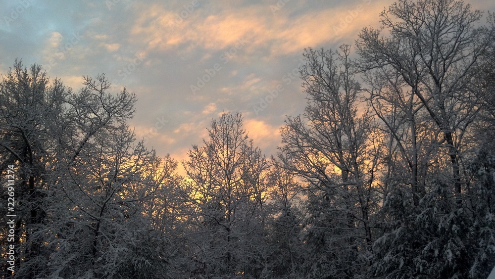 Obraz premium sunset in the forest Winter