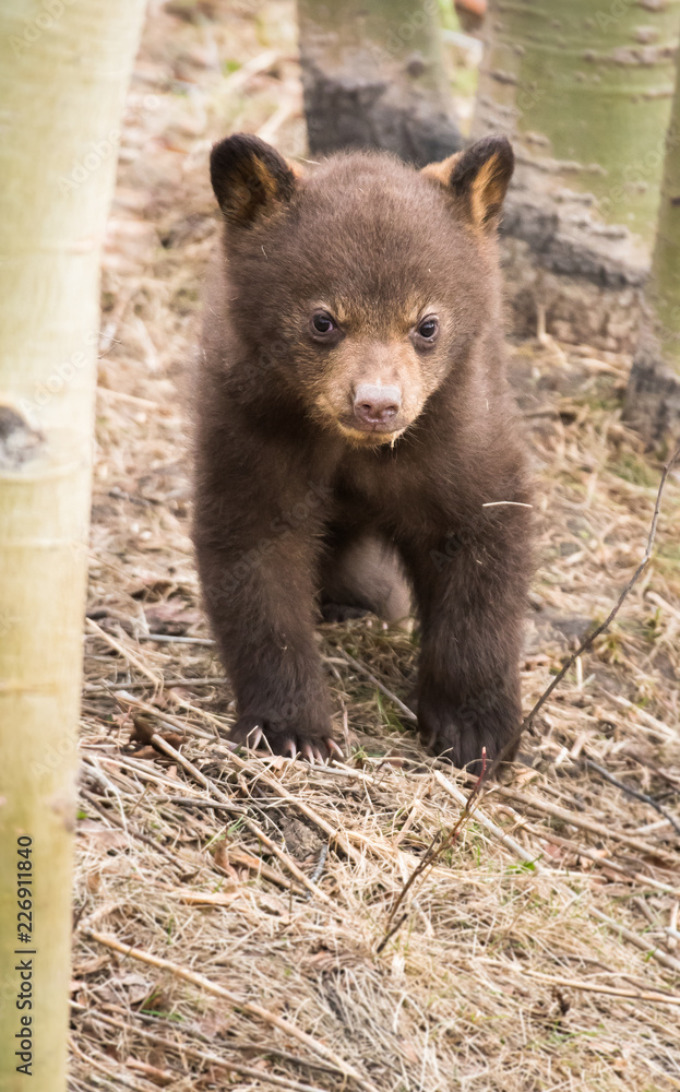 Fototapeta premium Black bear cub