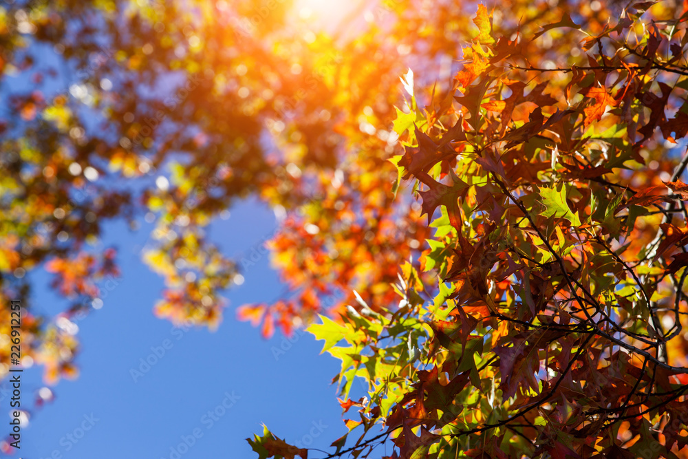 maple leaf in autumn view