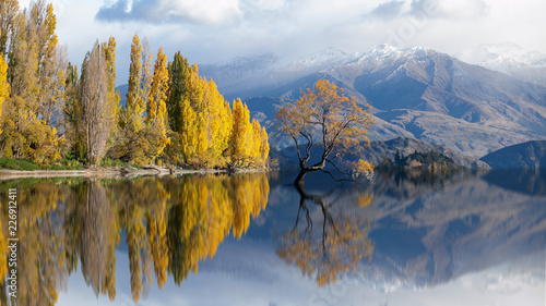 lone tree in lake wanaka on snow mountain at New Zealand photo