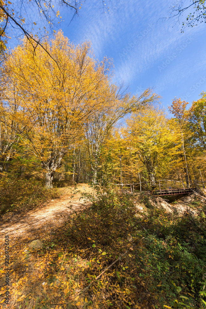 Amazing Fall Landscape with yellow Trees near Devil town in Radan Mountain, Serbia