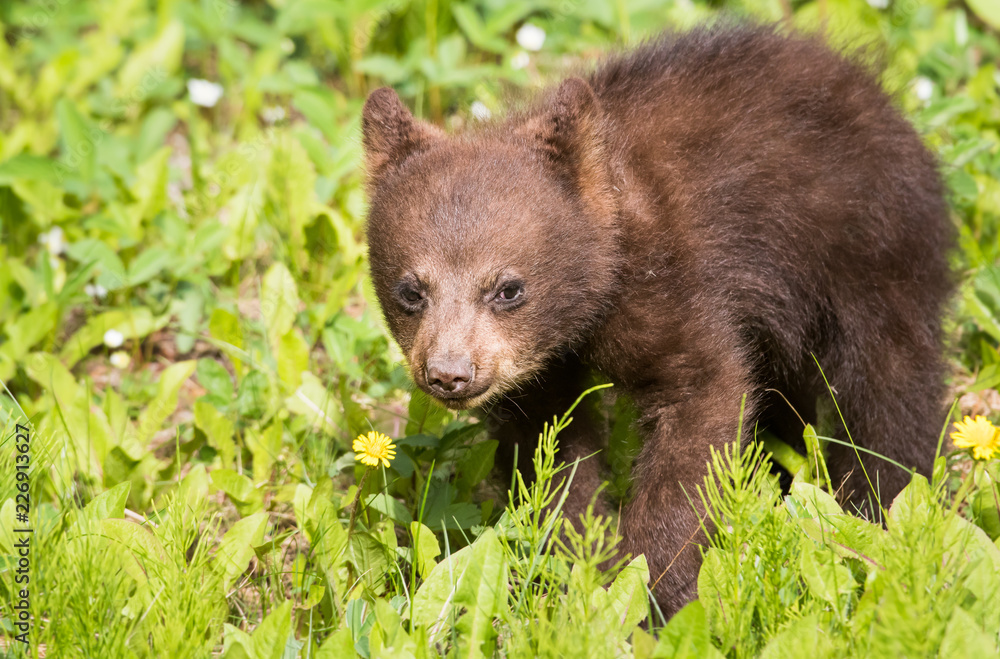 Black bear cub Black bear cub