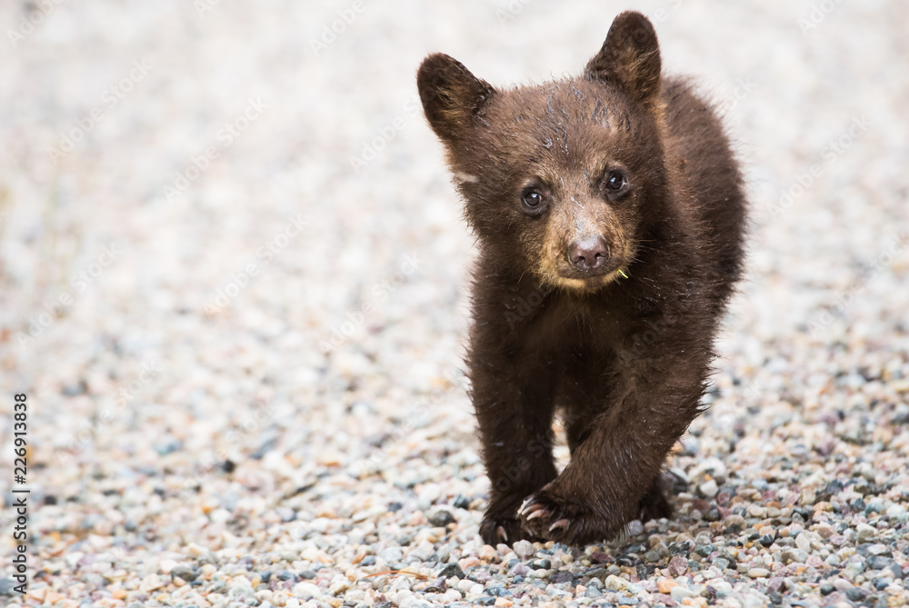Obraz premium Black bear cub