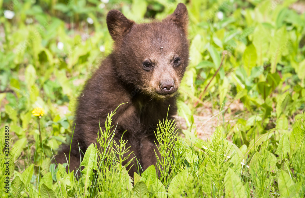 Black bear cub